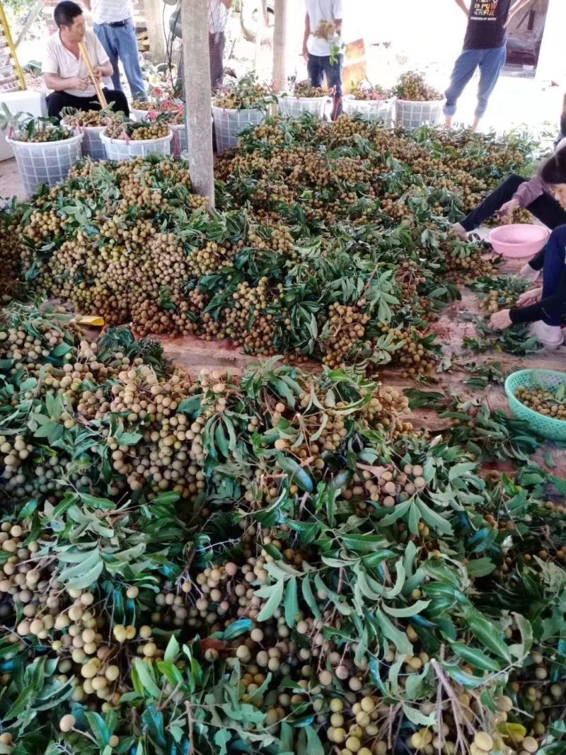 果园靓货，石硖龙眼，百家果统货量大，价钱亲民