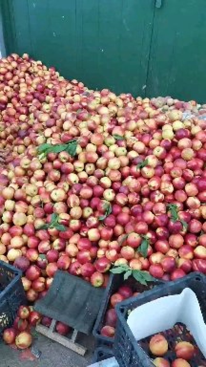 白桃大量大市中面积大量大从优