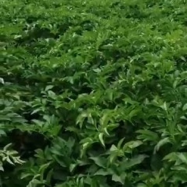 大量收购鲜白芷