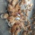 童子鸡