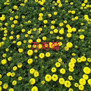 万寿菊山东青州花卉基地产地直销质优价廉