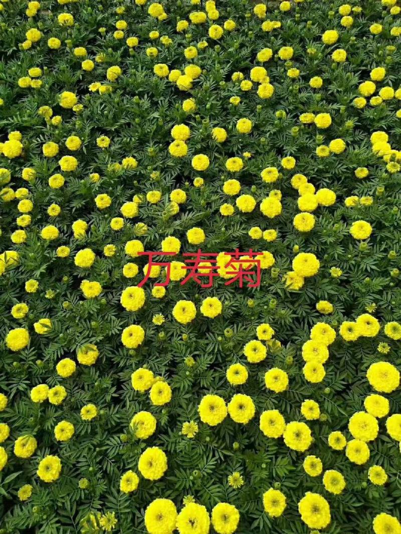 万寿菊山东青州花卉基地产地直销质优价廉