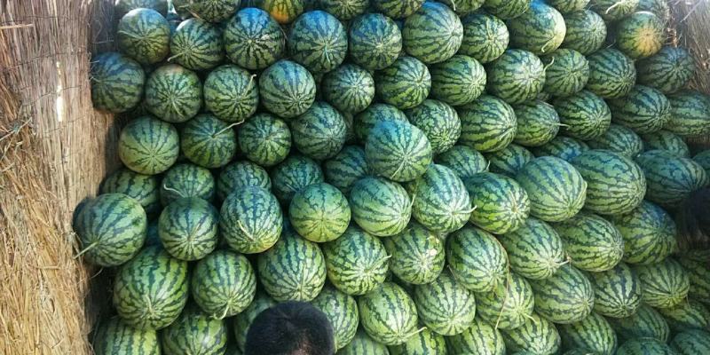 【热卖】河南冠龙西瓜量大从优包熟包甜欢迎咨询选购