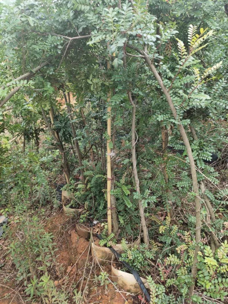 批发清香木，袋苗清香木，地径3-4公分，价格面议
