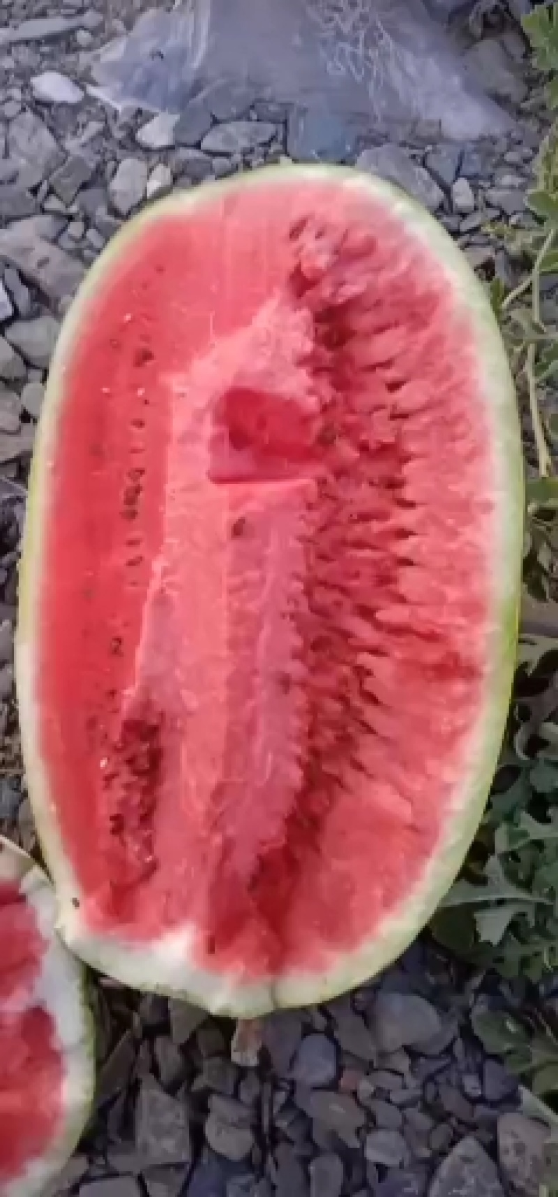 宁夏硒砂瓜！现在大量上市！！