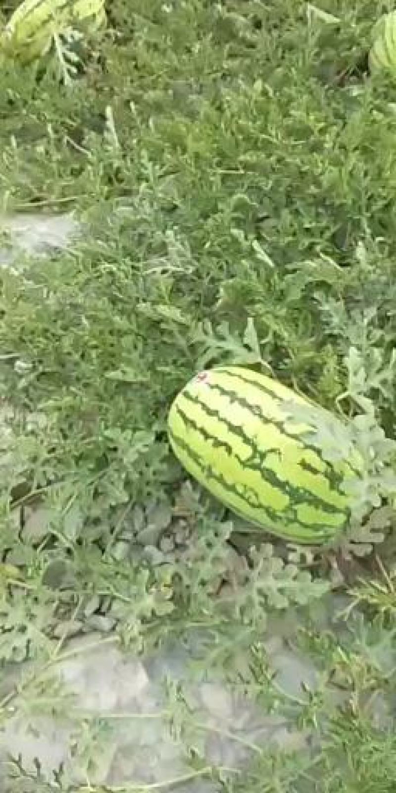 宁夏香山硒砂瓜！脆甜可口香飘万家，值得信赖！！欢迎采购！