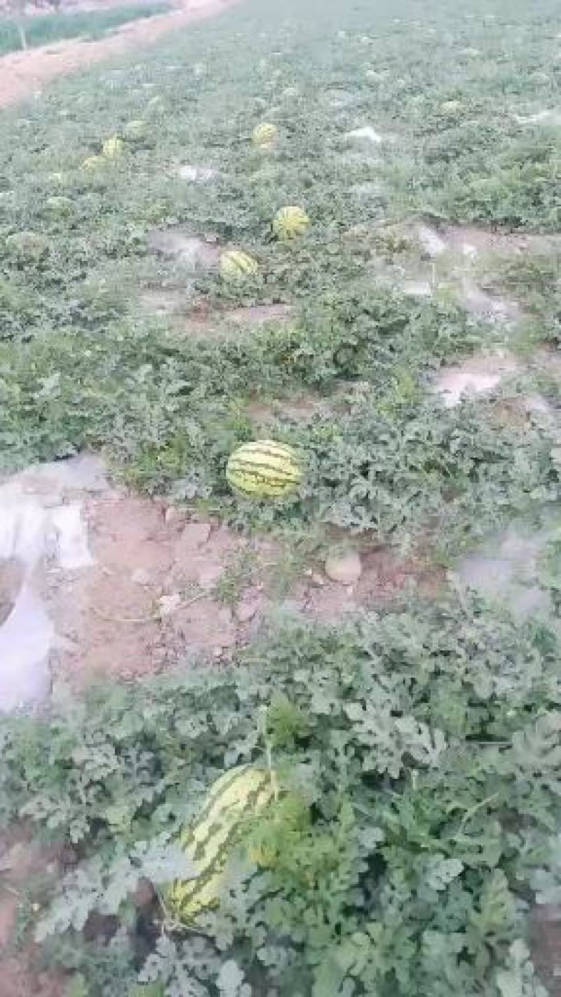 宁夏香山硒砂瓜！脆甜可口香飘万家，值得信赖！！欢迎采购！