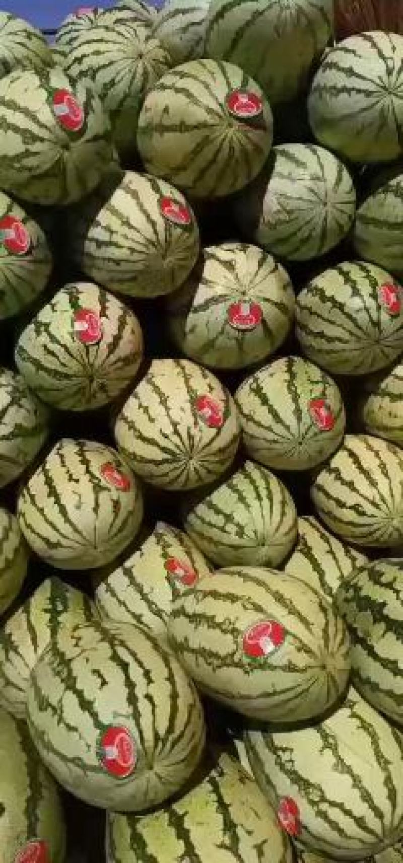 宁夏香山硒砂瓜！脆甜可口香飘万家，值得信赖！！欢迎采购！
