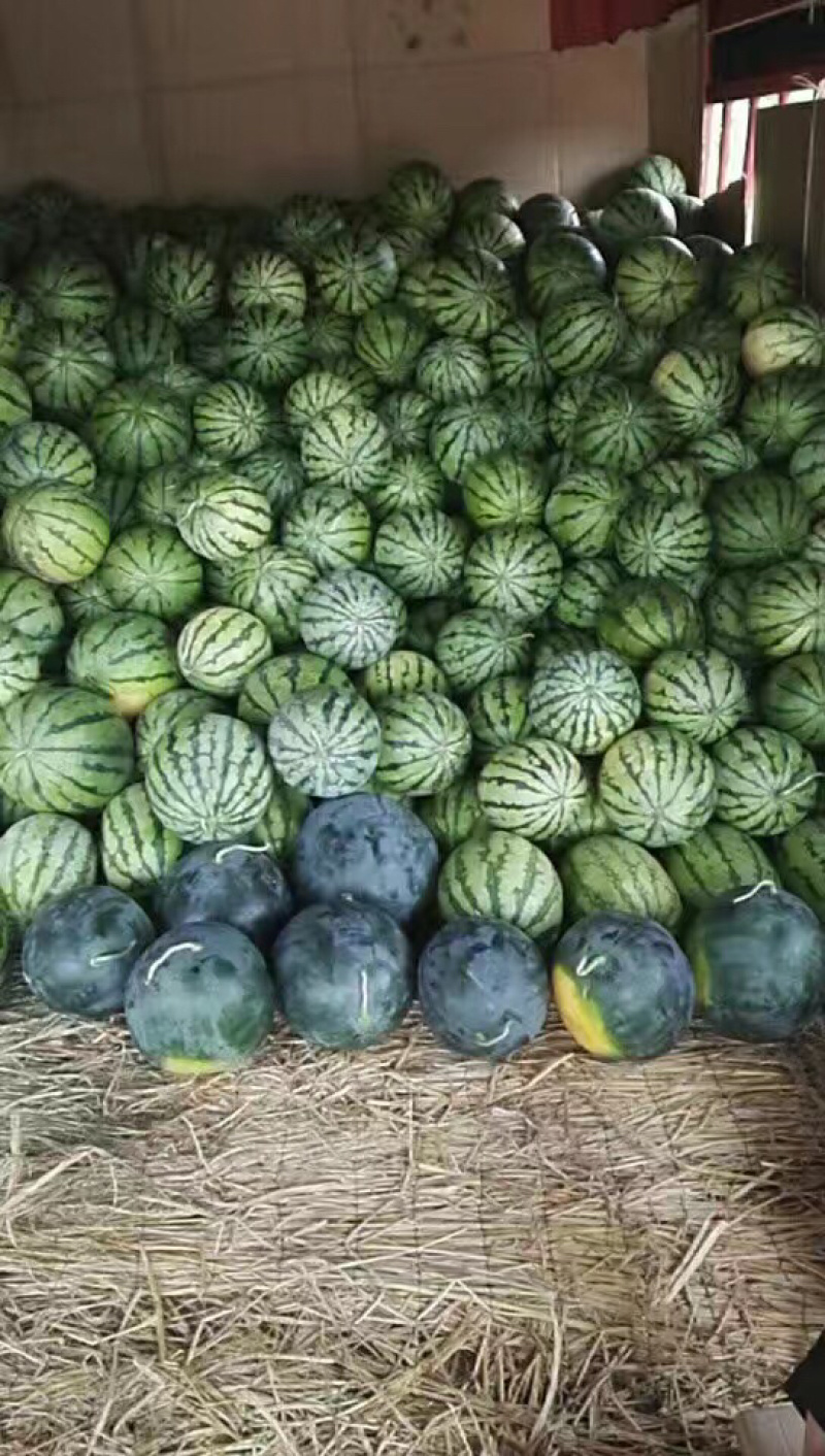 湖北荆州大棚8424。露天8424。黑皮无籽。一条龙