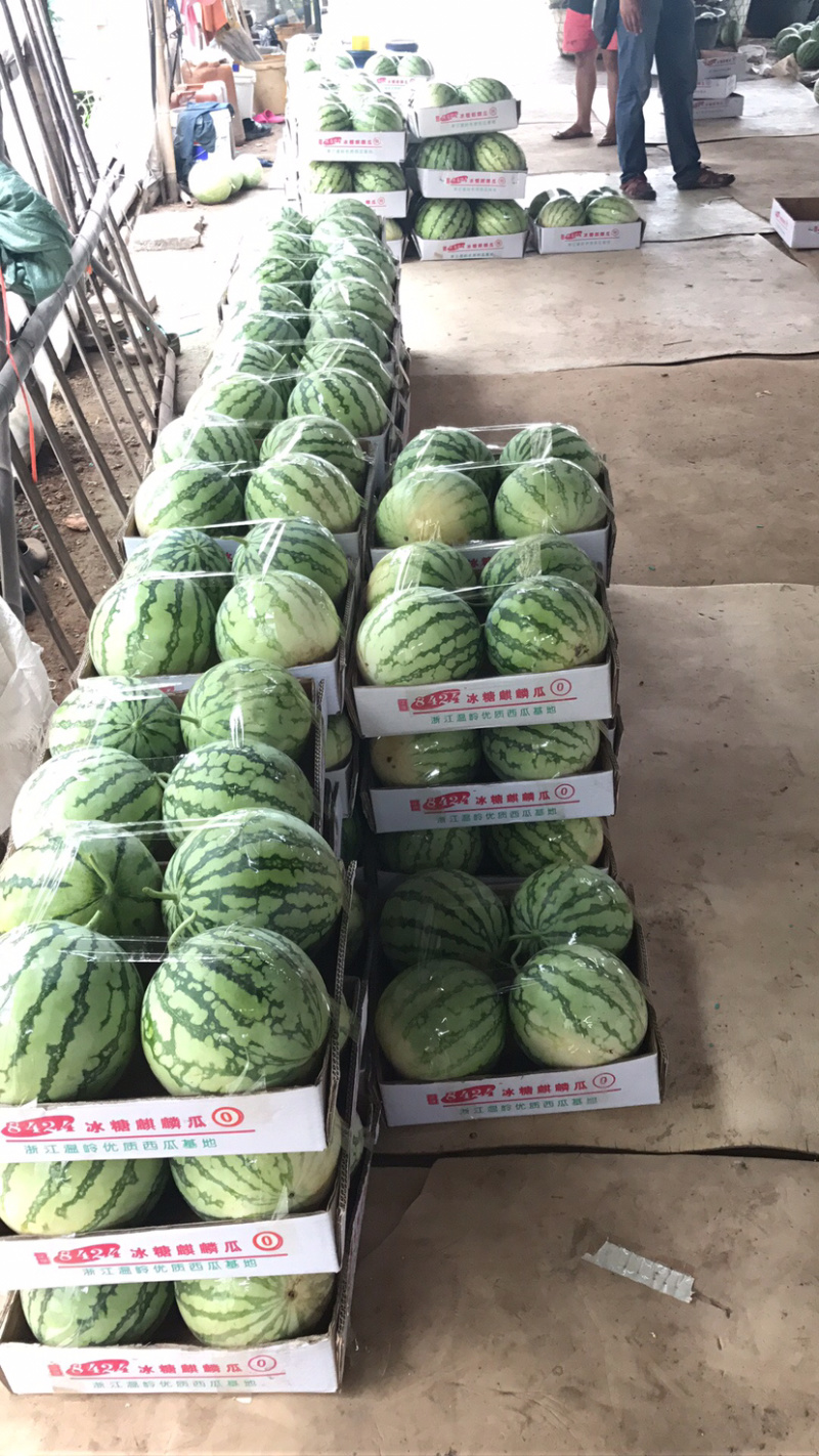 湖北荆州大棚8424。露天8424。黑皮无籽。一条龙