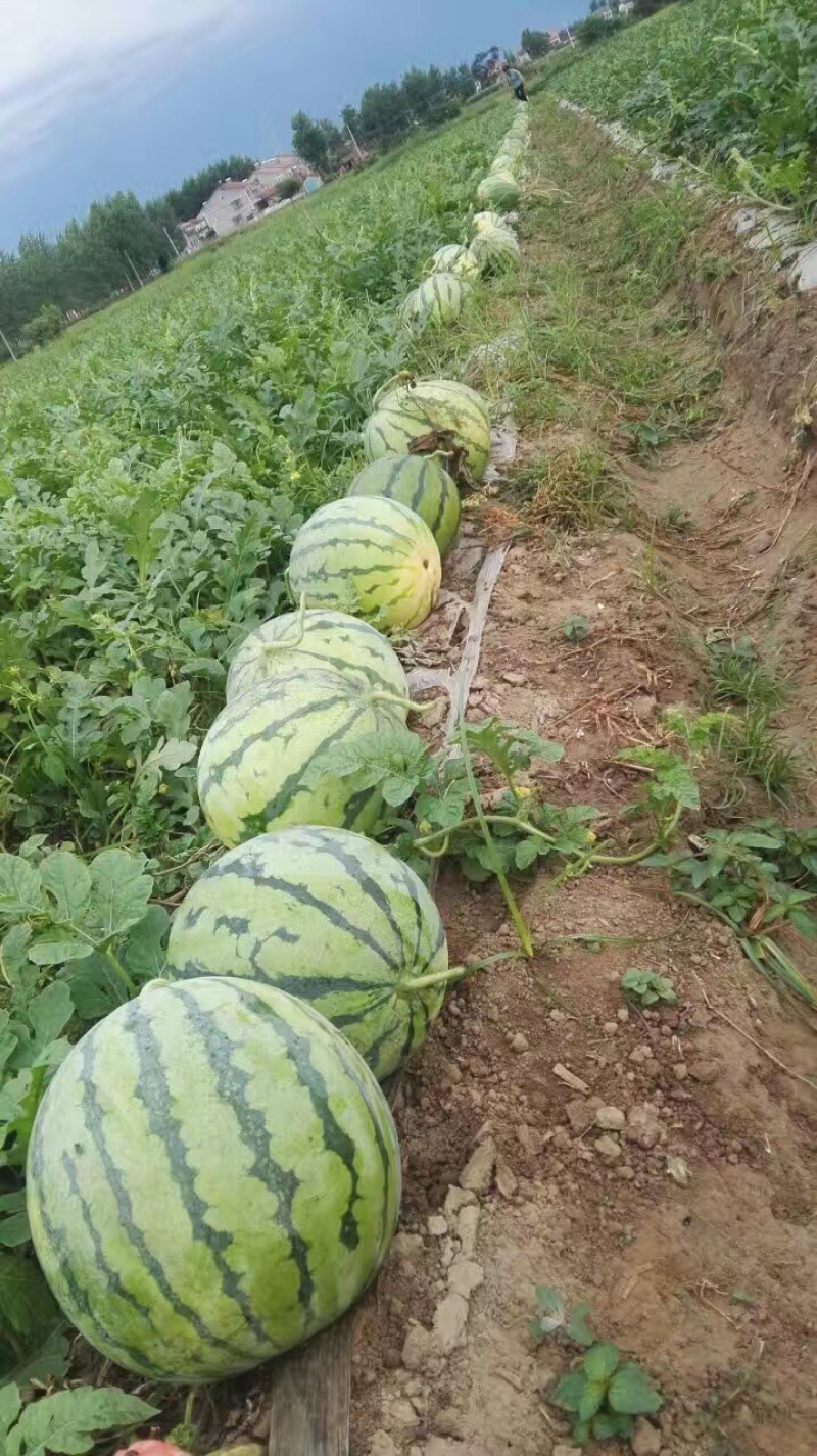 湖北荆州大棚8424。露天8424。黑皮无籽。一条龙