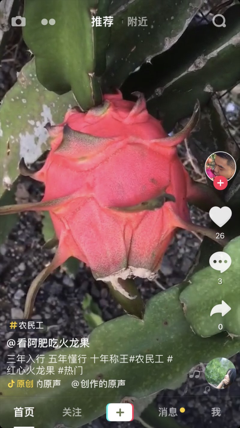 红心火龙果