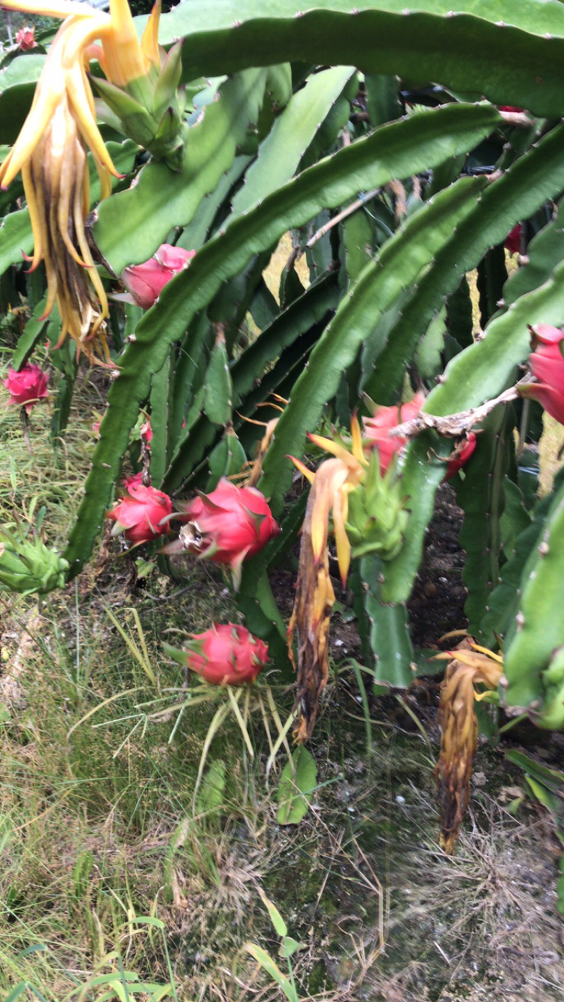 红心火龙果