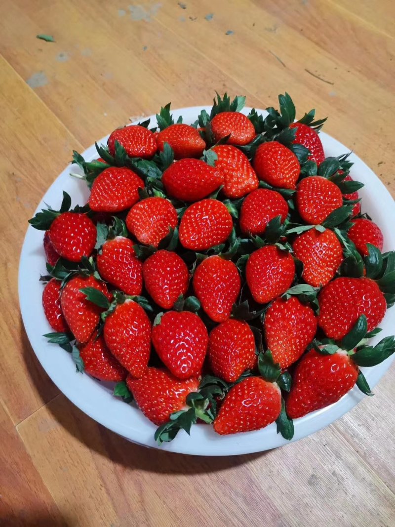甜宝草莓苗章姬草莓苗黔莓一号草莓苗黔莓二号草莓苗