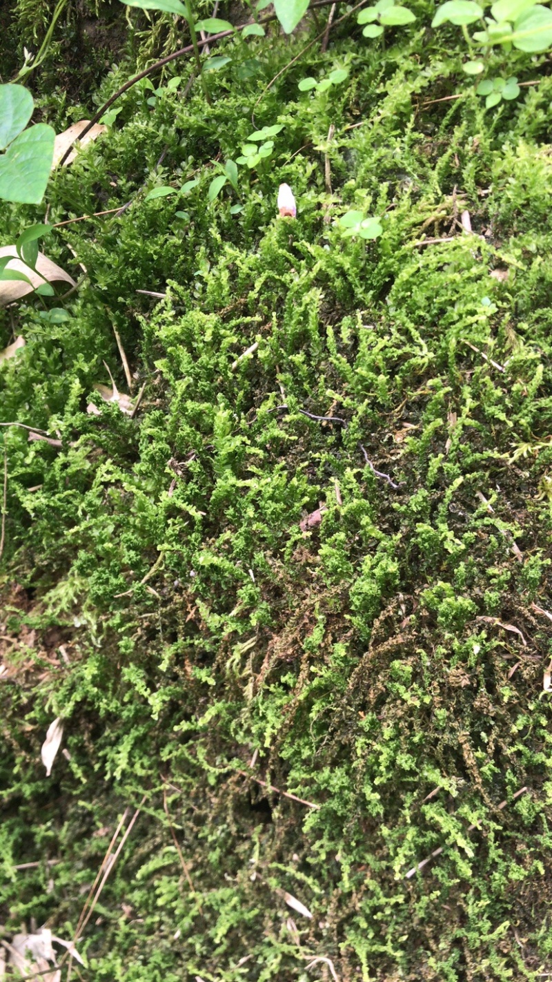 苔藓，青鲜，。普通苔藓