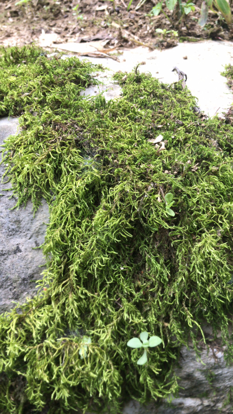 苔藓，青鲜，。普通苔藓
