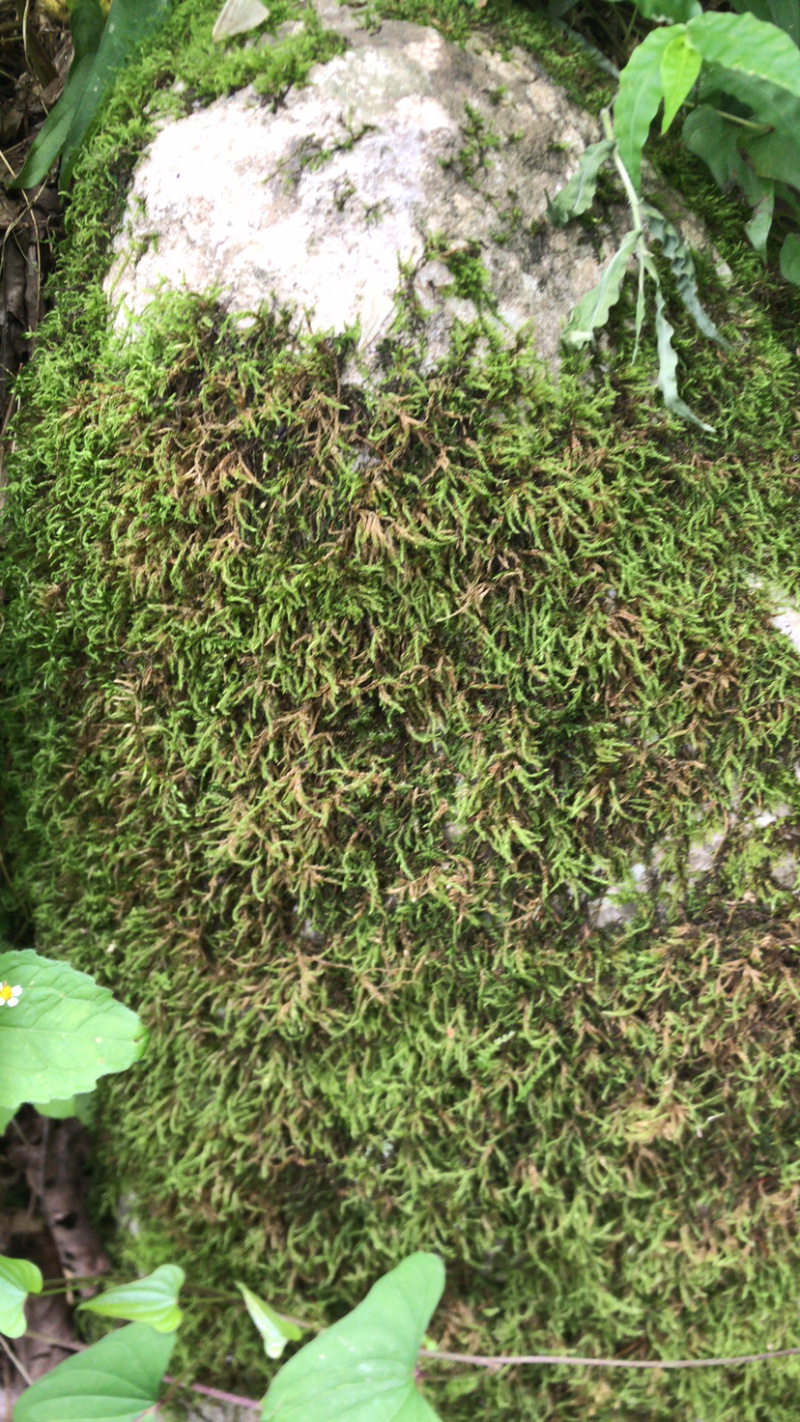 苔藓，青鲜，。普通苔藓