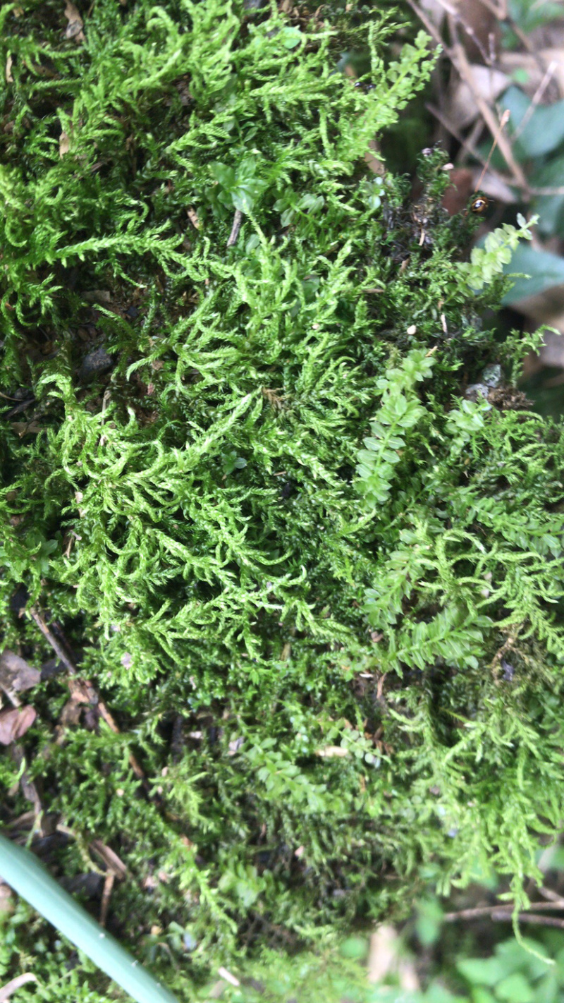 苔藓，青鲜，。普通苔藓