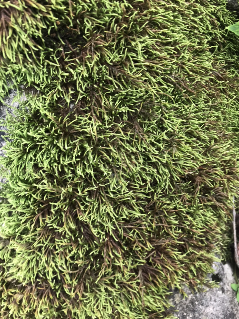苔藓，青鲜，。普通苔藓