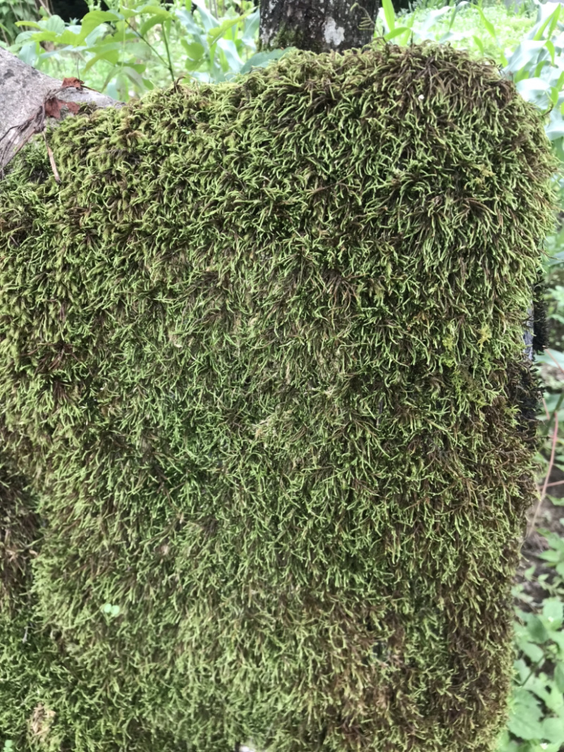 苔藓，青鲜，。普通苔藓