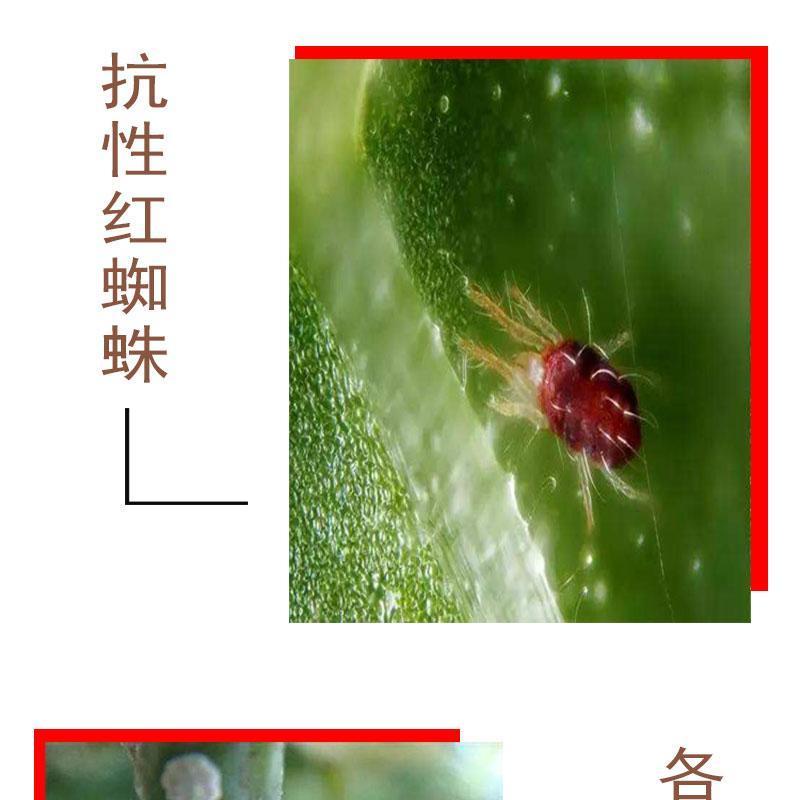 植物橙皮精油助剂农用助剂增效剂助剂高渗透高扩展助剂