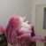 紫薯苗，澳洲紫白，玛莎莉薯苗，蜜薯苗，西瓜红，栗子香
