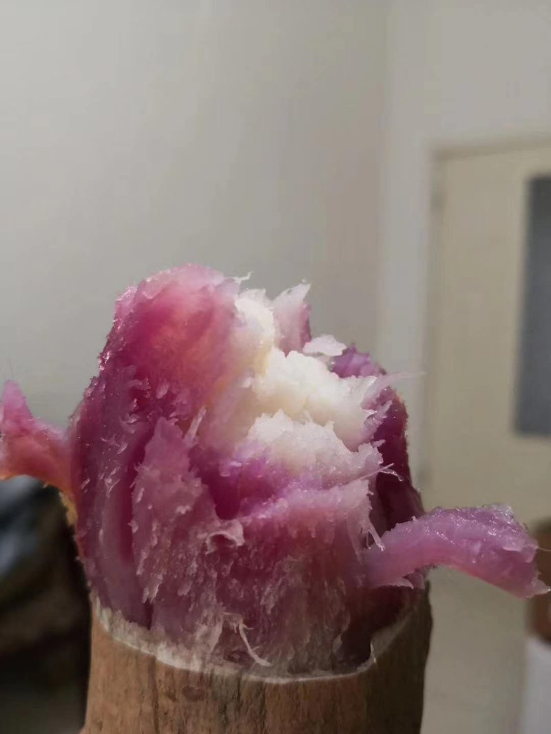 紫薯苗，澳洲紫白，玛莎莉薯苗，蜜薯苗，西瓜红，栗子香