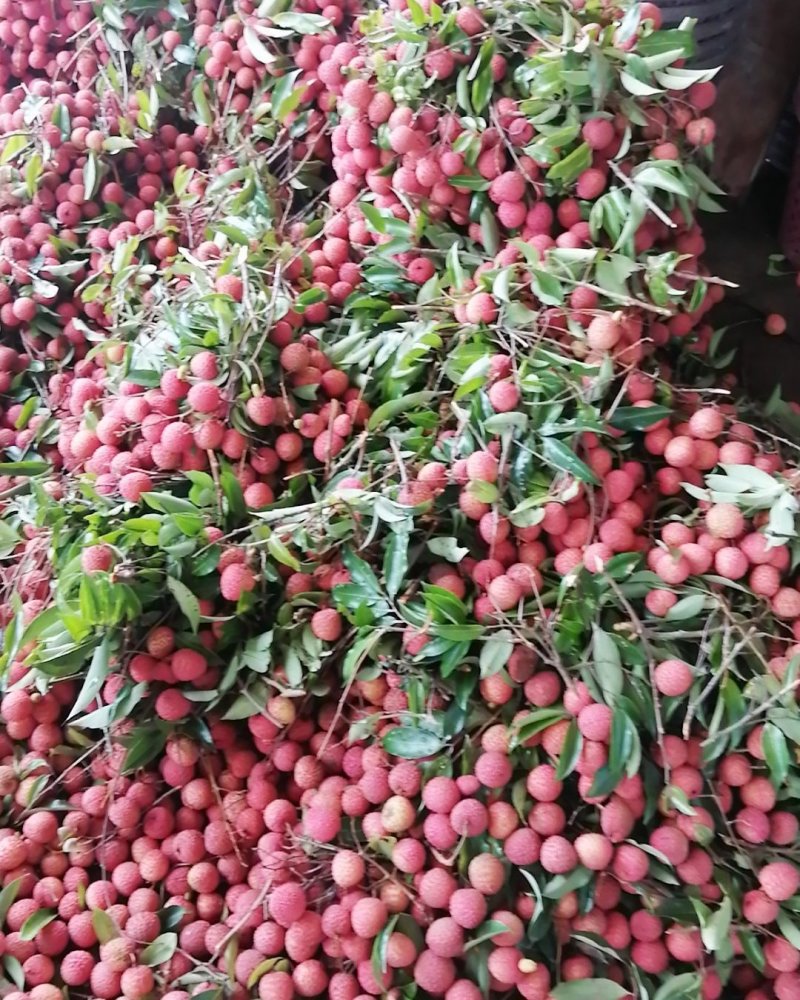 凤花荔枝大量上市
