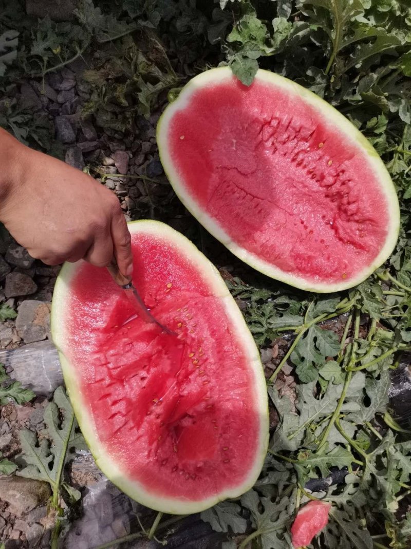金城五号双红瓤头茬瓜