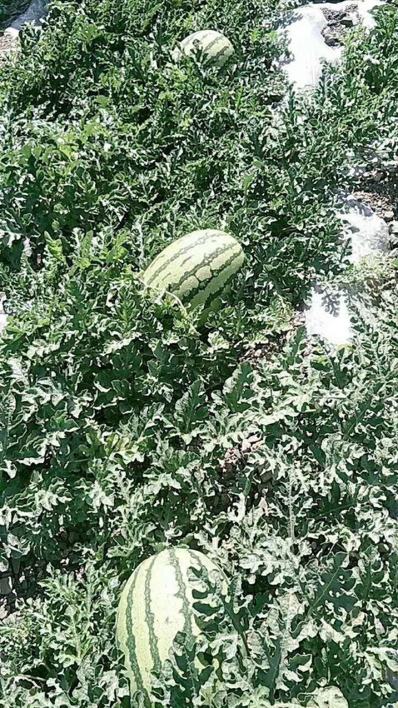 金城五号双红瓤头茬瓜