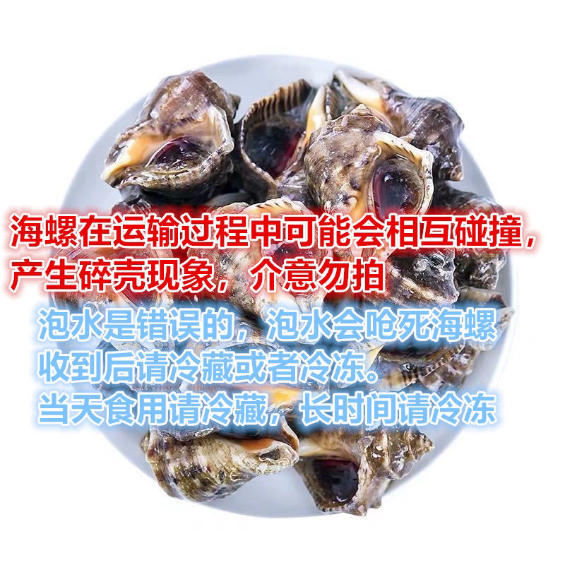 海螺鲜活连云港新鲜大海螺包邮海鲜水产贝类海批发