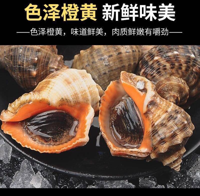海螺鲜活连云港新鲜大海螺包邮海鲜水产贝类海批发