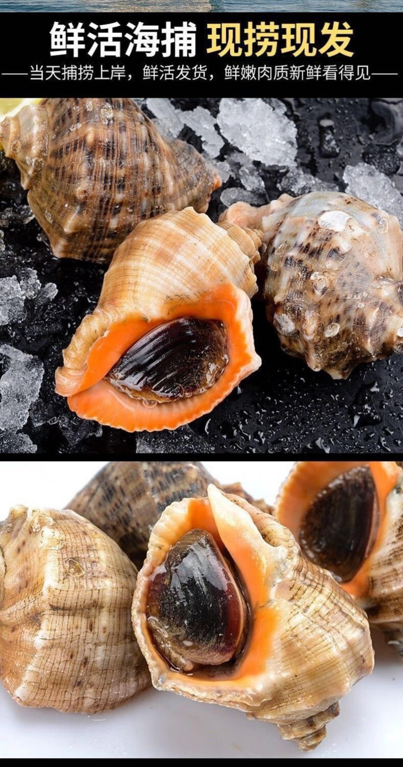海螺鲜活连云港新鲜大海螺包邮海鲜水产贝类海批发
