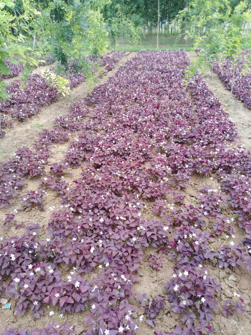 酢浆草紫叶酢浆草紫叶炸酱草紫叶杂酱草种球大量批发