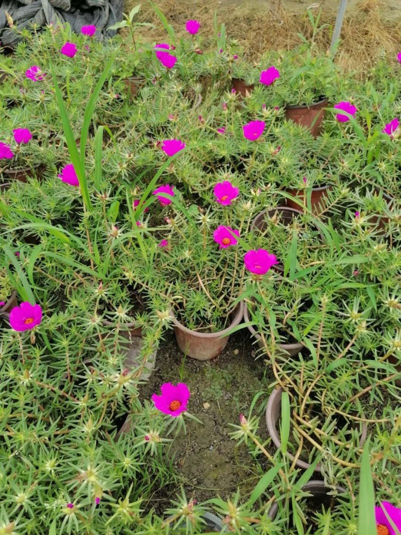精品太阳花，太阳花基地。
