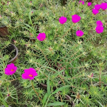 精品太阳花，太阳花基地。