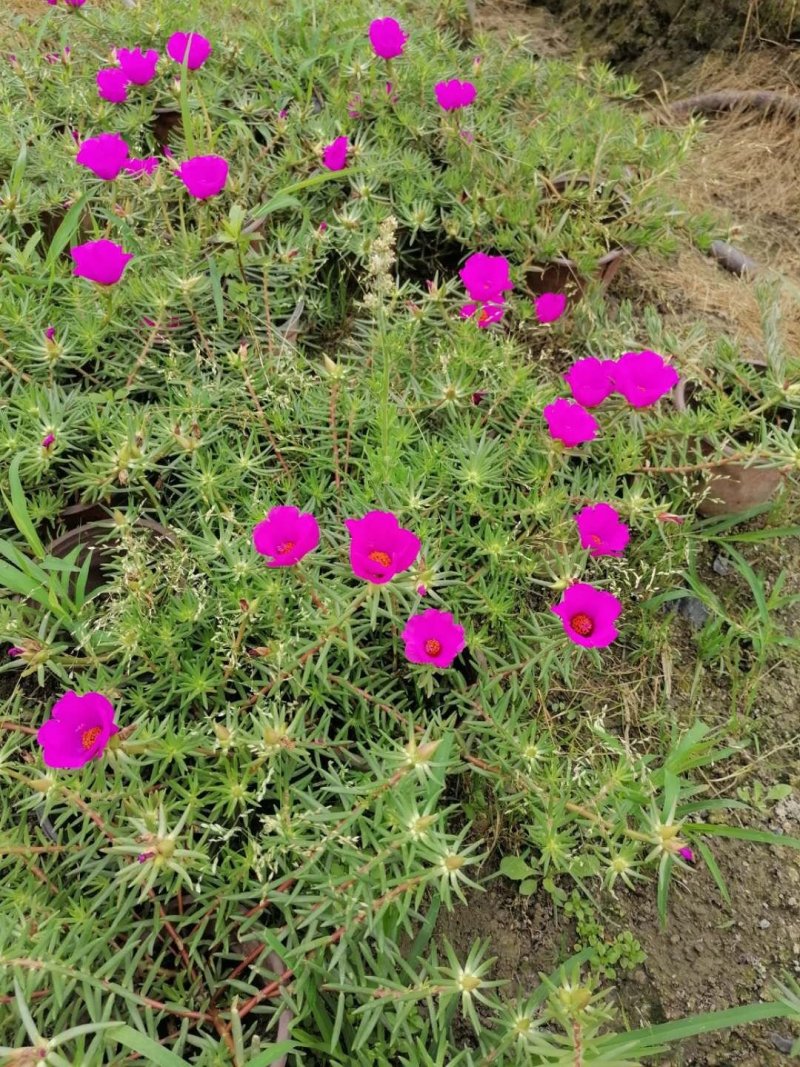 精品太阳花，太阳花基地。