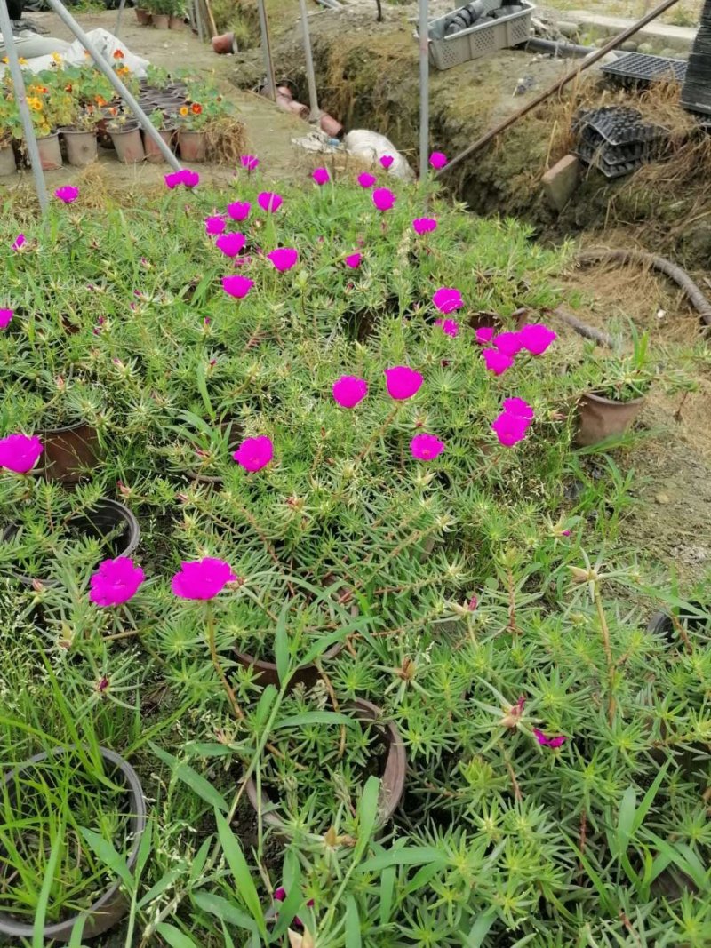 精品太阳花，太阳花基地。