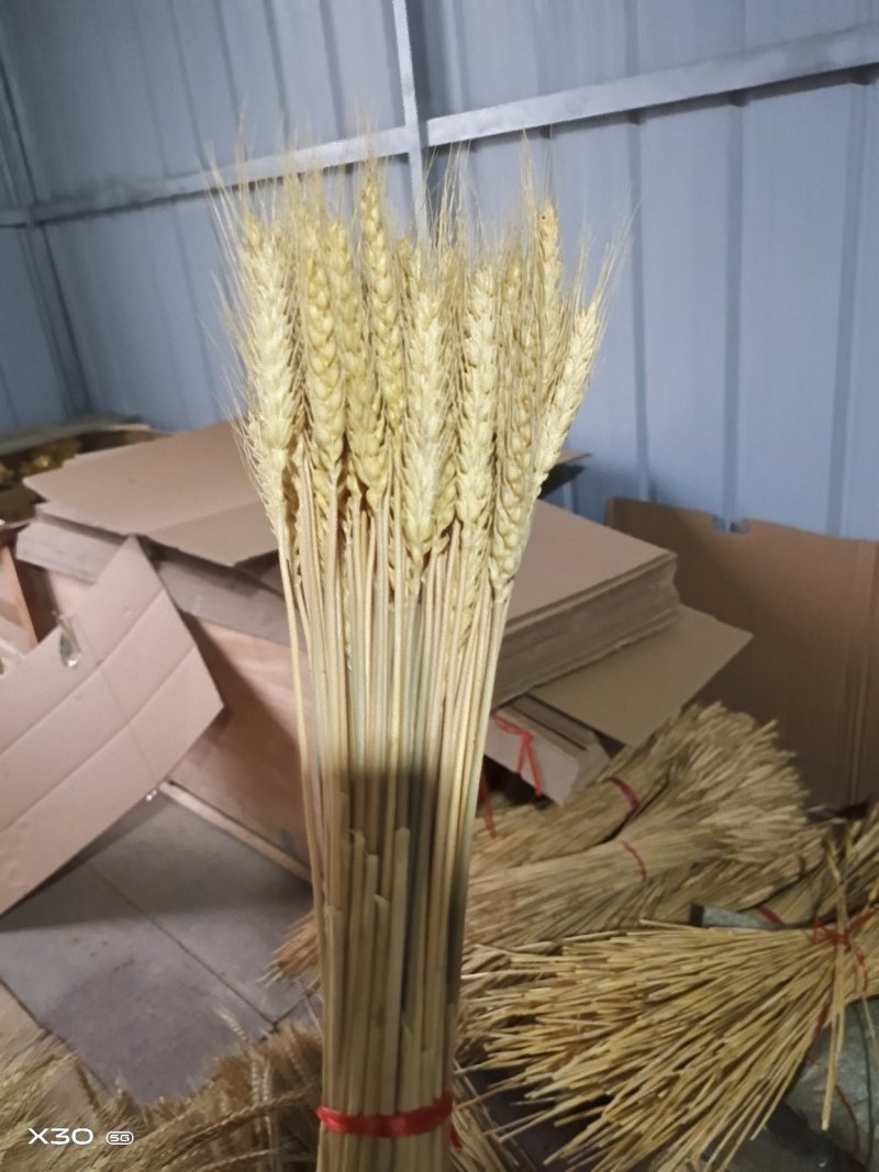 黄金麦穗干花花束开业大卖丰收稻穗家居田园装饰礼品拍摄道具