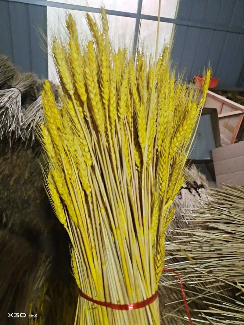 黄金麦穗干花花束开业大卖丰收稻穗家居田园装饰礼品拍摄道具