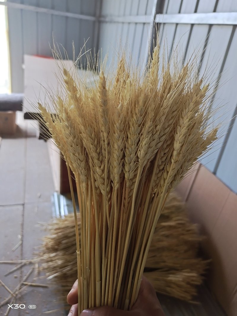 黄金麦穗干花花束开业大卖丰收稻穗家居田园装饰礼品拍摄道具