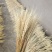 黄金麦穗干花花束开业大卖丰收稻穗家居田园装饰礼品拍摄道具
