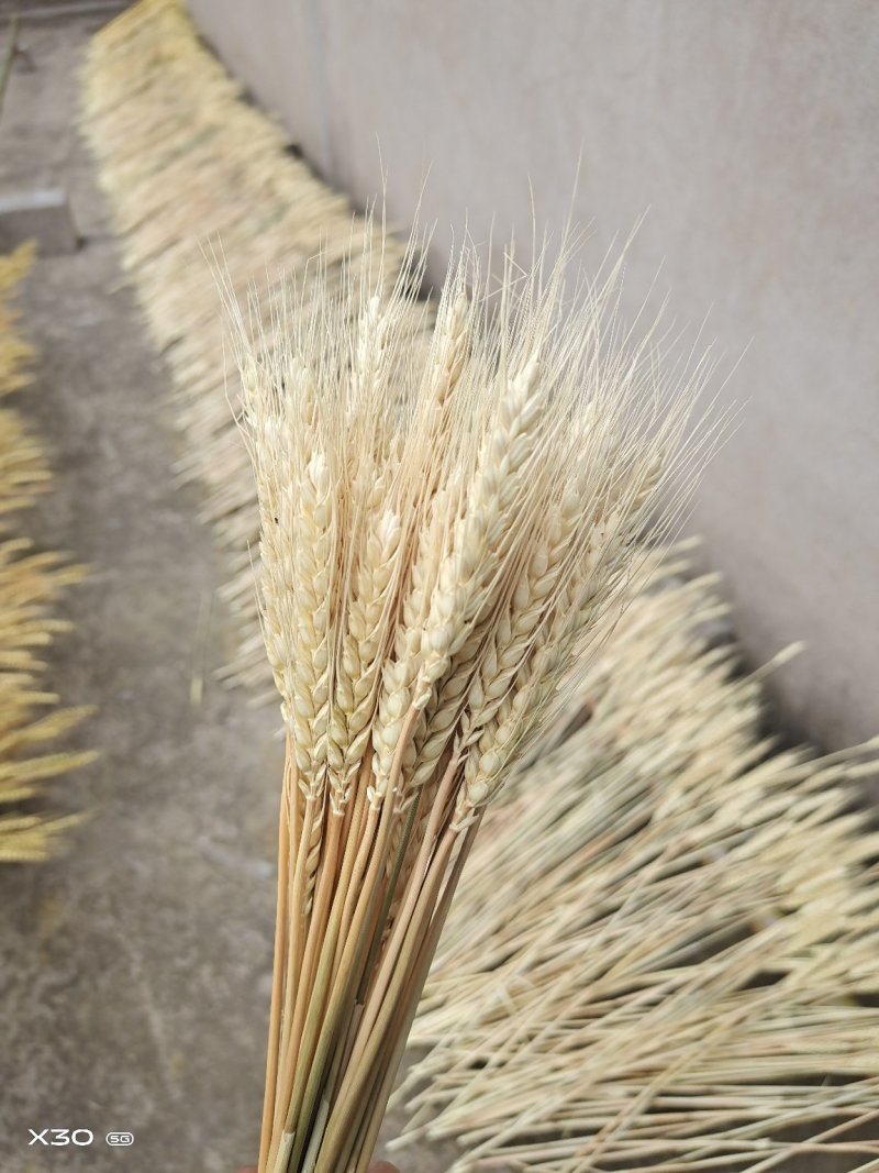 黄金麦穗干花花束开业大卖丰收稻穗家居田园装饰礼品拍摄道具