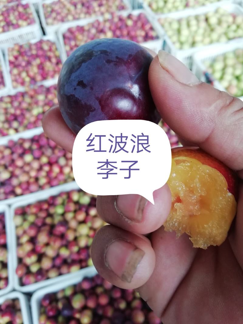 红波浪李子，产地直销一手货源，耐运输储存一条龙
