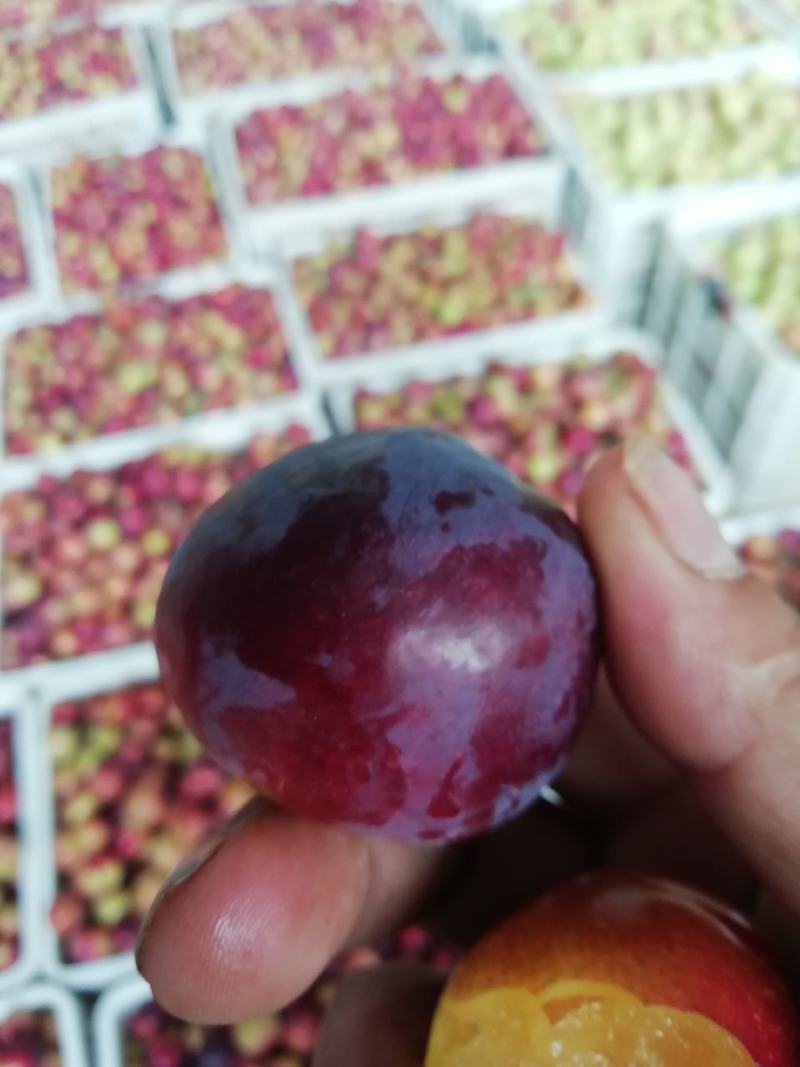 红波浪李子，产地直销一手货源，耐运输储存一条龙