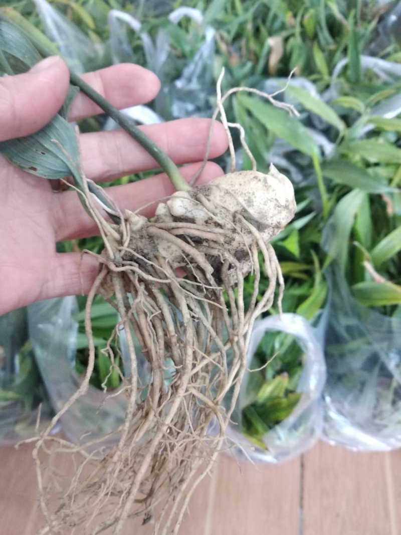 黄精苗，多花姜型不倒苗甜黄精，成活率90%，一件代发