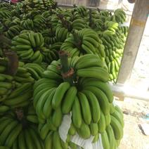 威廉斯香蕉云南金平原产地供应全国发货可视频