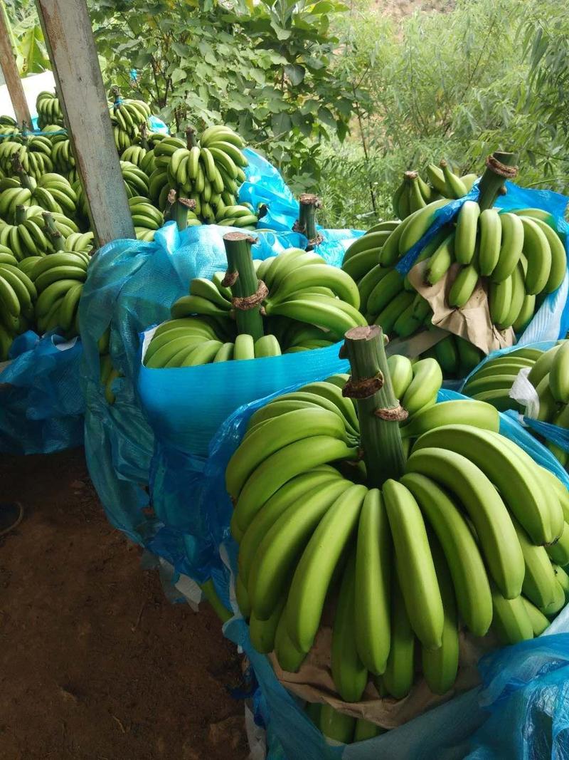 威廉斯香蕉云南金平原产地供应全国发货可视频看货