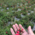 玫瑰花干货