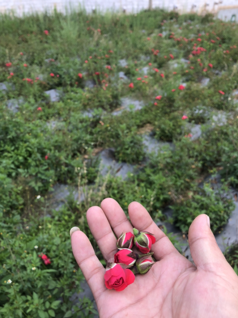 玫瑰花干货